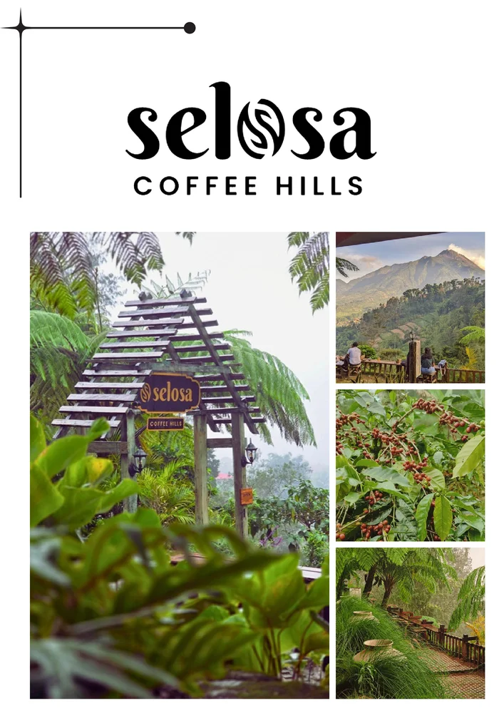 Selosa Coffee Hills